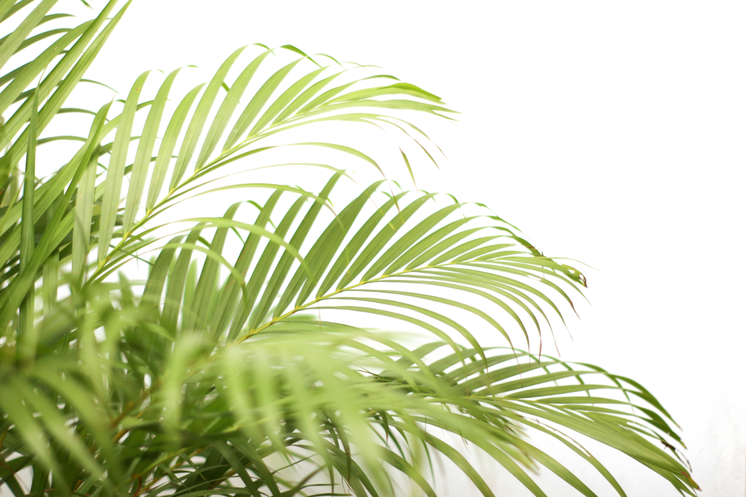 green tropical branch palm leaf with shadow on transparent background png file