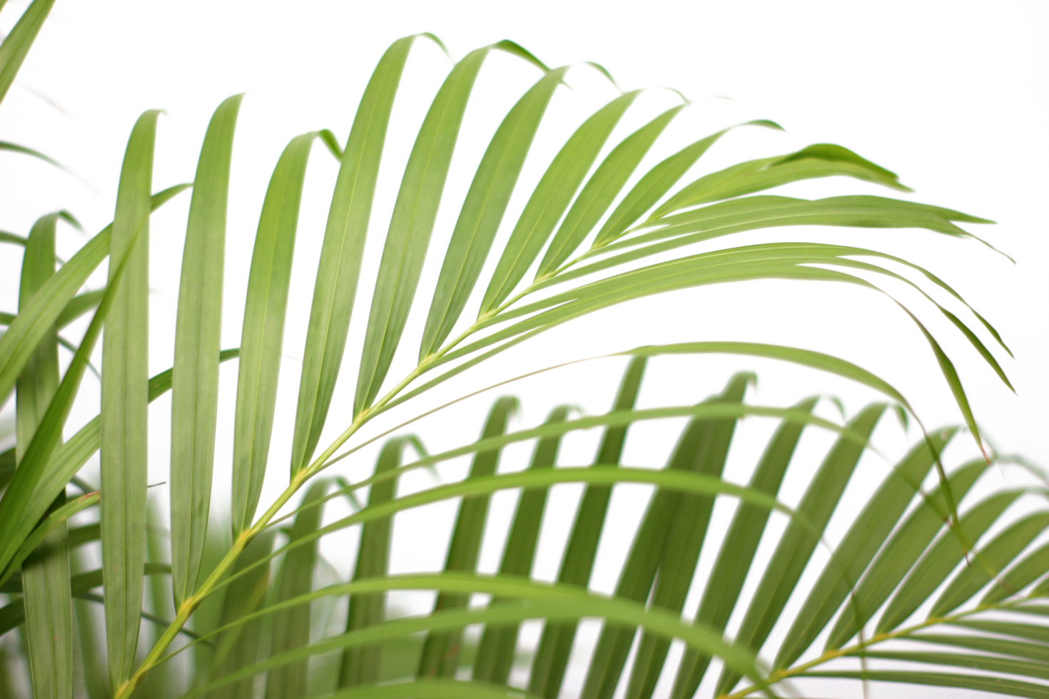 feuille de palmier branche tropicale verte avec ombre sur fond transparent fichier png