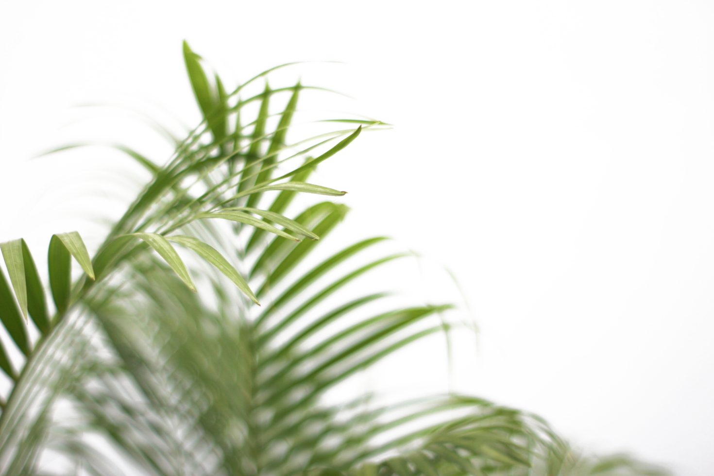 green tropical branch palm leaf with shadow on transparent background png file