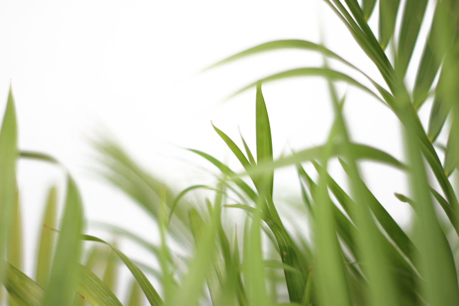 groen tropisch Afdeling palm blad met schaduw Aan transparant achtergrond PNG het dossier