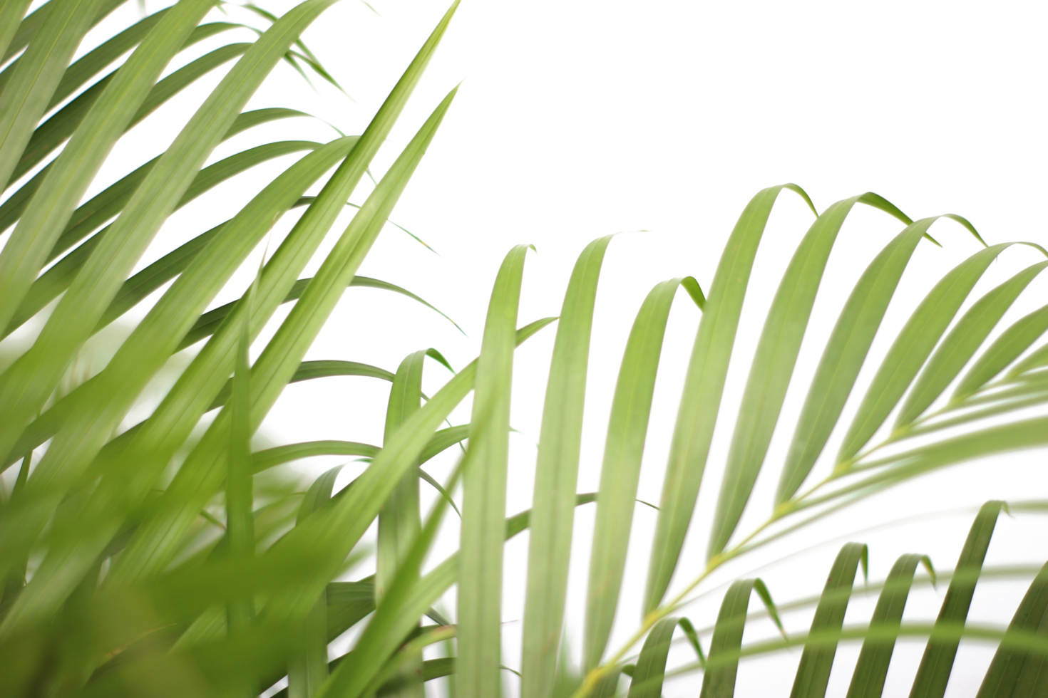 feuille de palmier branche tropicale verte avec ombre sur fond transparent fichier png