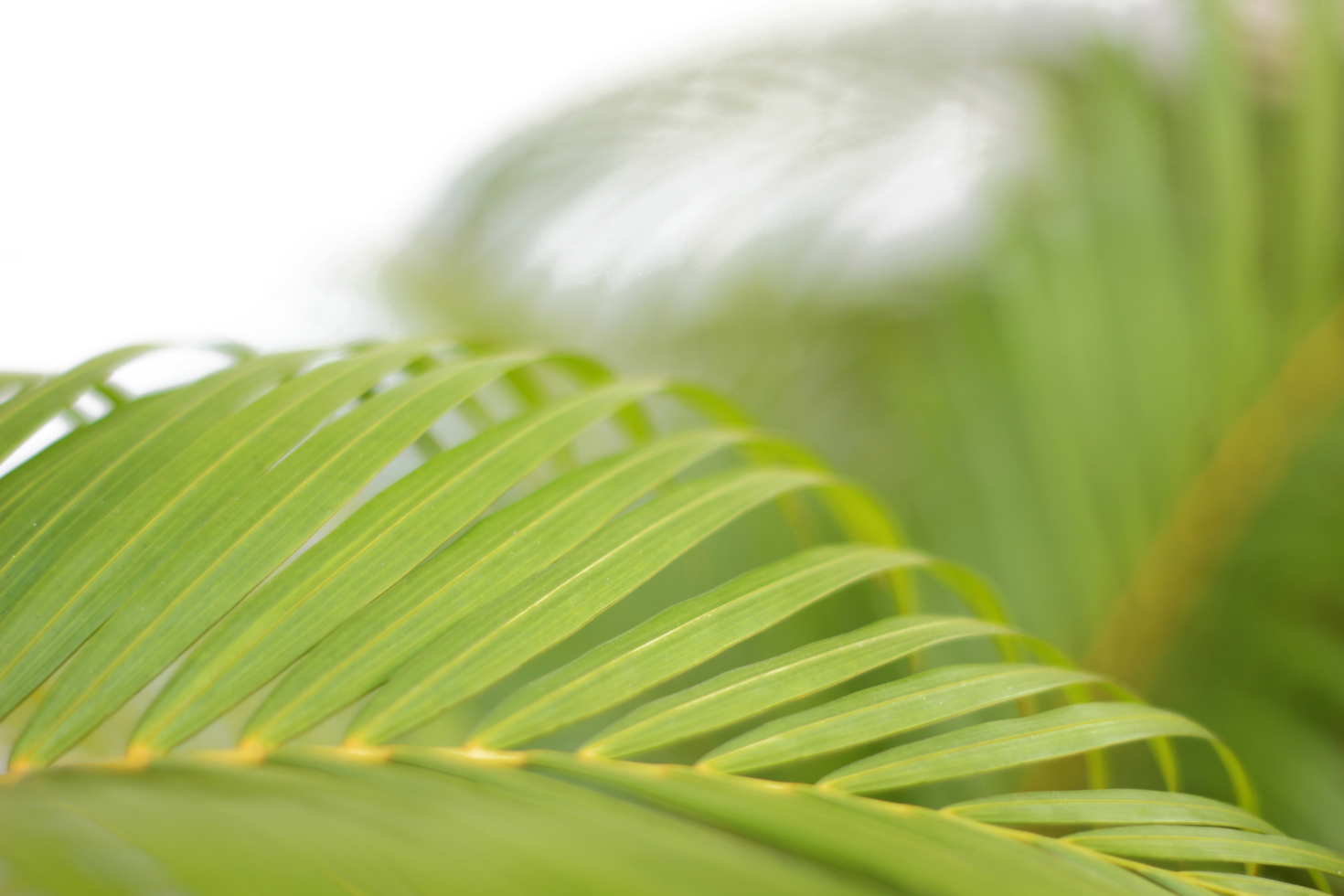 green tropical branch palm leaf with shadow on transparent background png file