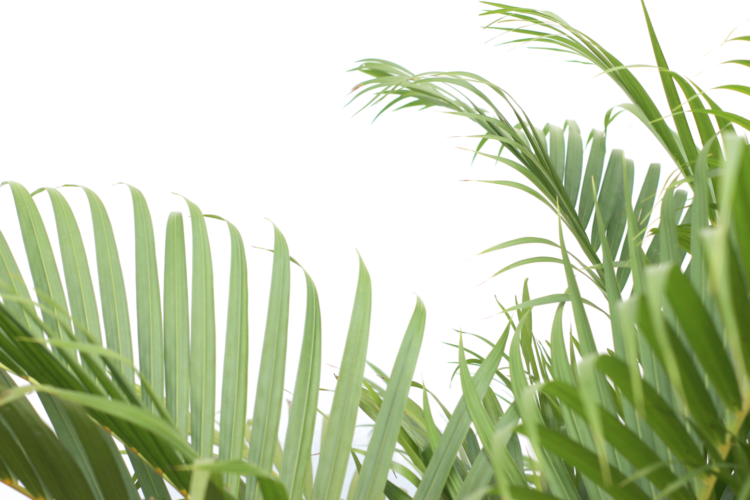 green tropical branch palm leaf with shadow on transparent background png file