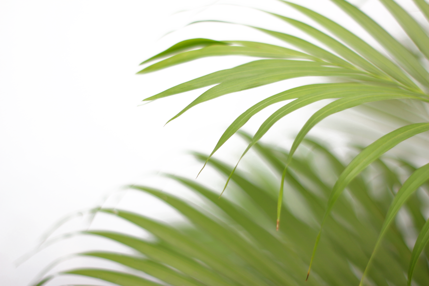 green tropical branch palm leaf with shadow on transparent background png file