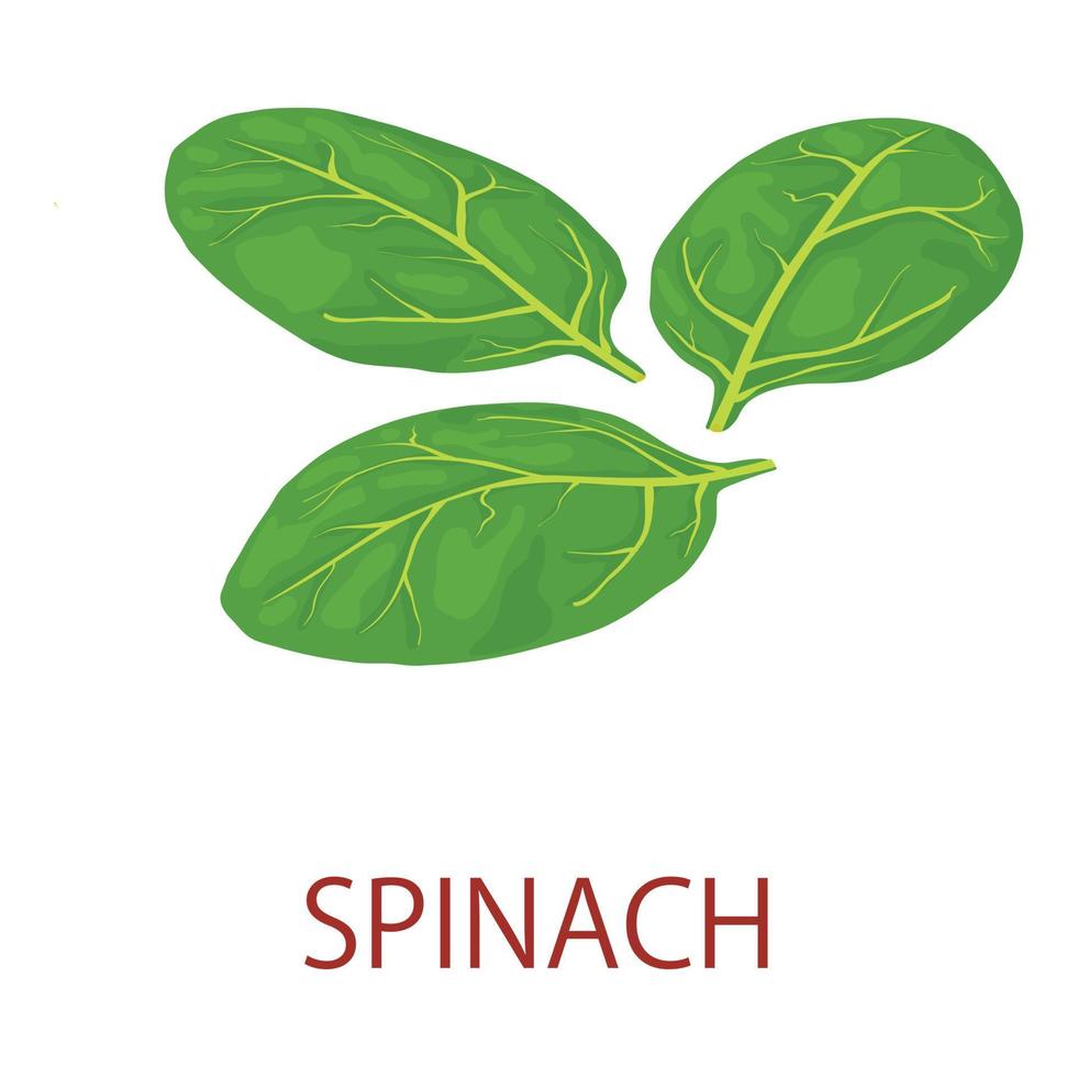 Spinach icon, isometric style vector