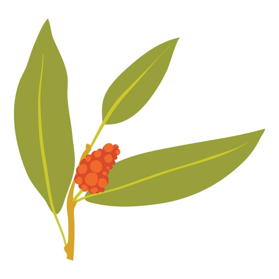 Juniper berry icon, cartoon style vector