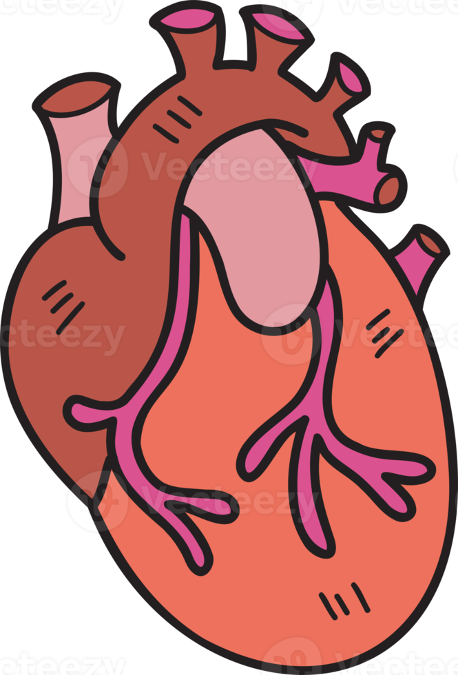 Hand Drawn realistic heart illustration png