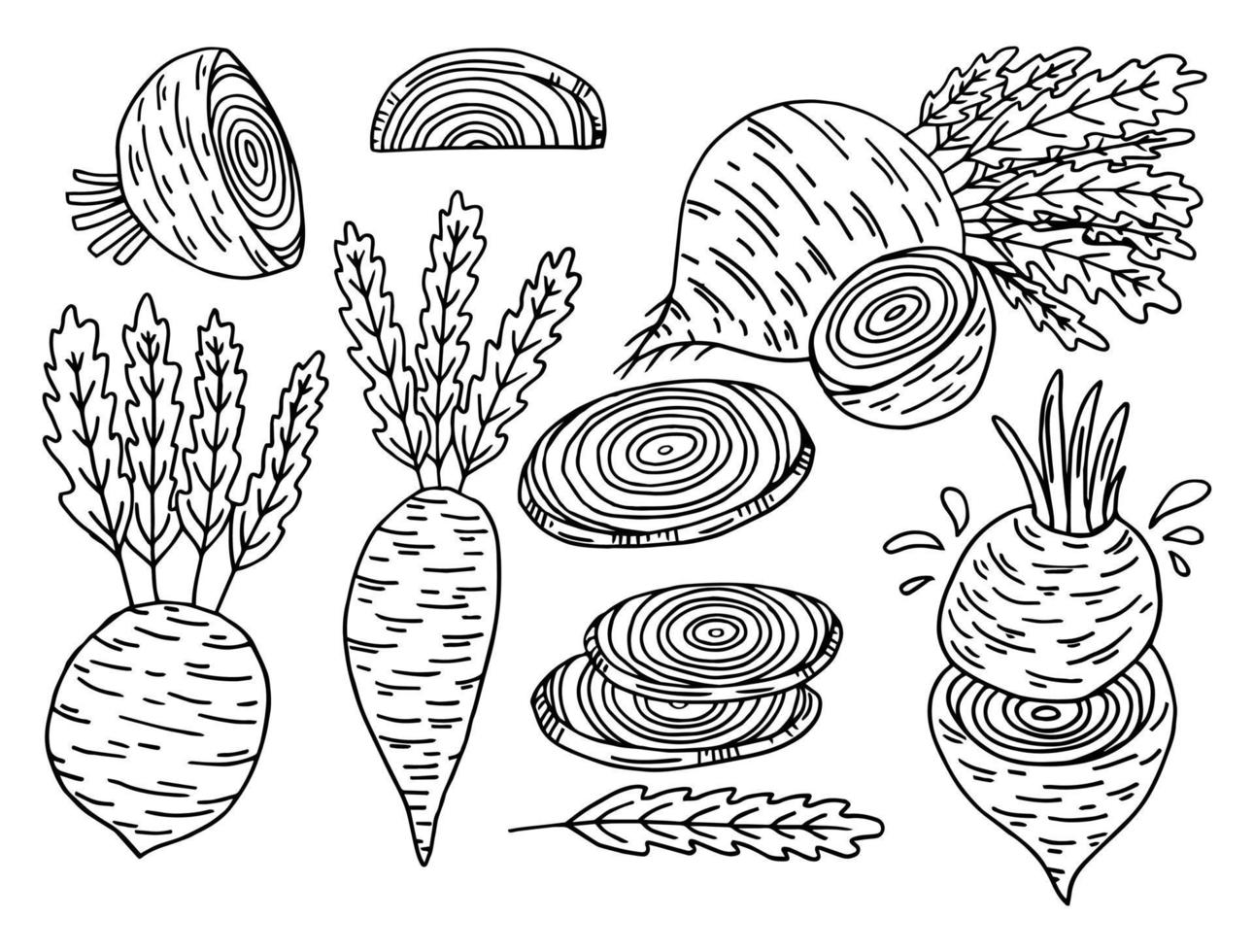 conjunto de raíz de remolacha dibujada a mano. remolacha con hojas, mitad de remolacha, remolacha larga. esbozar ilustración vectorial vintage. vector