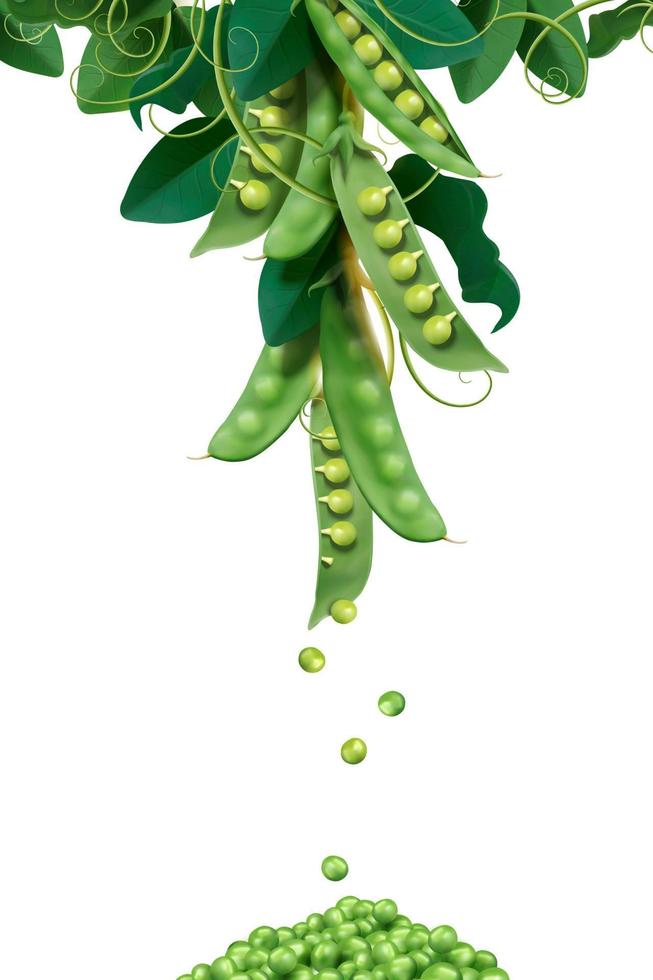 Young peas and pods in 3d illustration on white background vector
