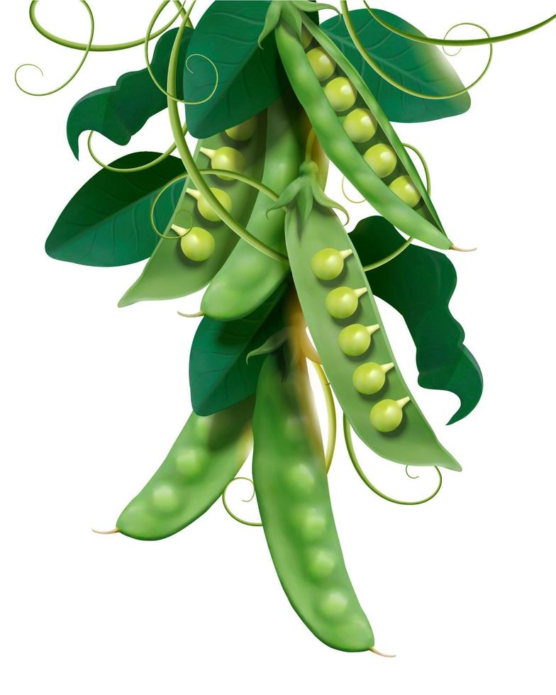 Green young peas in 3d illustration on white background vector