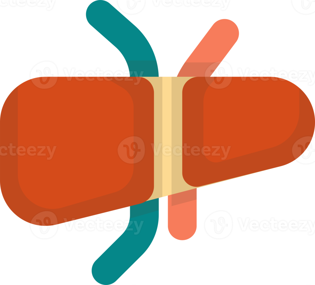 fegato illustrazione nel minimo stile png