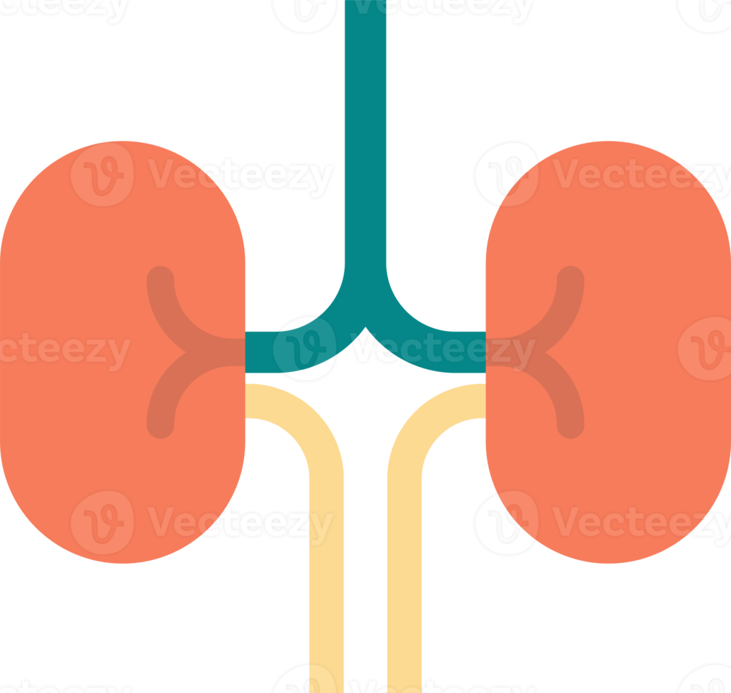 kidney illustration in minimal style png
