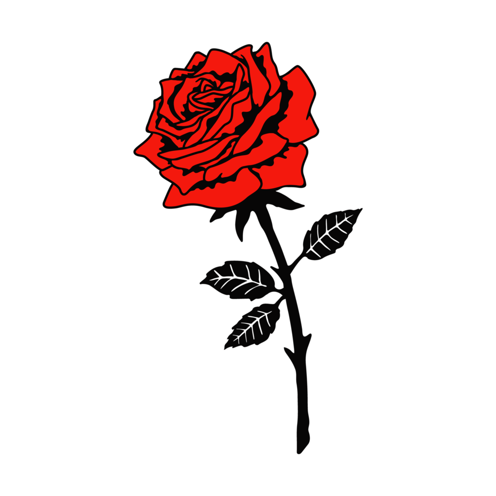 Red rose flower illustration isolated on Png transparent background