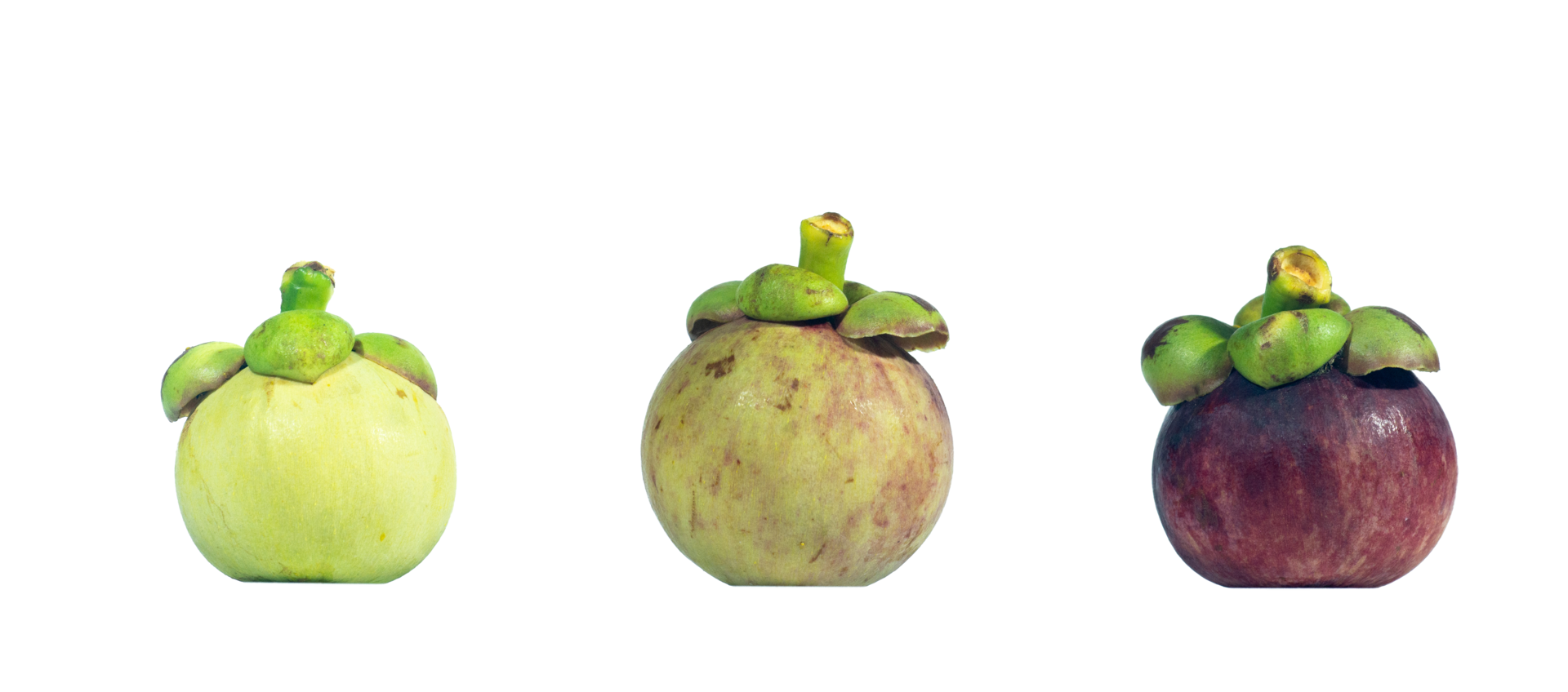 3 types of mangosteen fruit before harvest. Mangosteen fruit is the