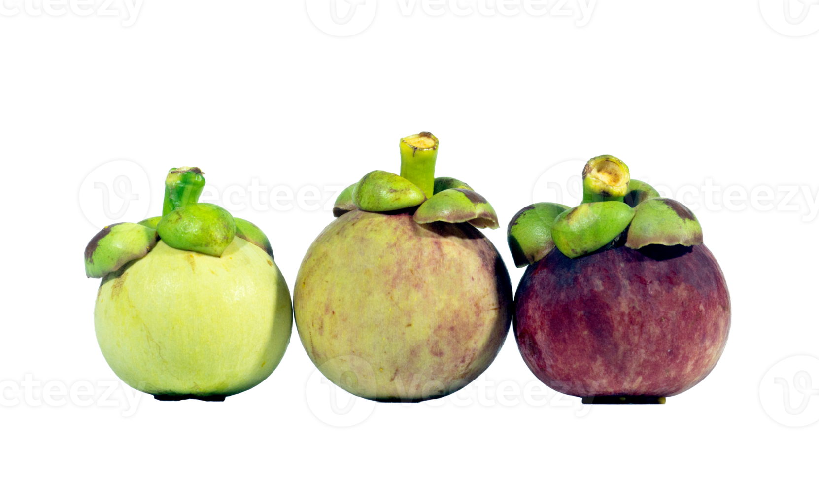 3 types of mangosteen fruit before harvest. Mangosteen fruit is the queen of Thai fruit png