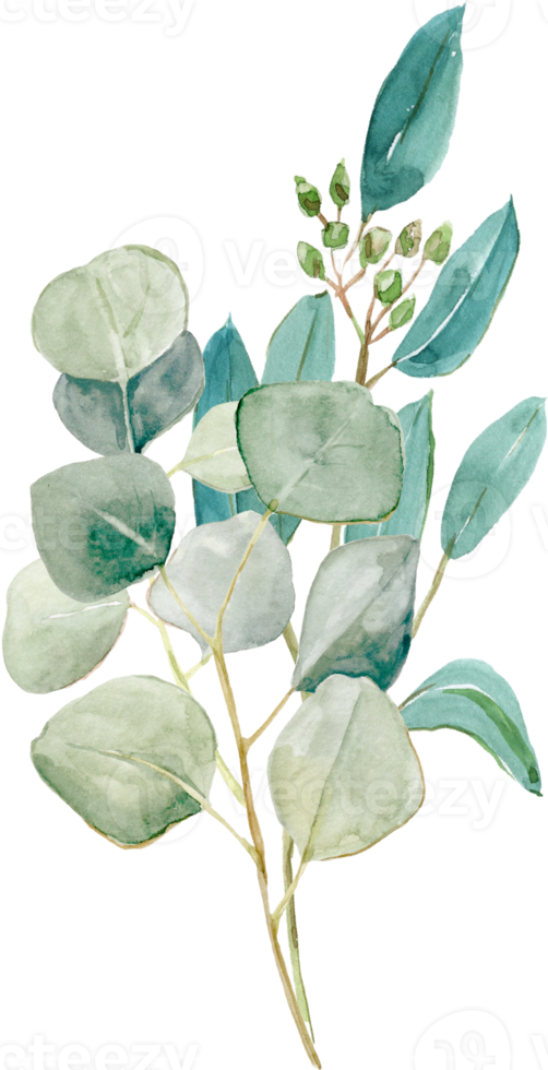 Watercolor eucalyptus bouquets, hand-drawn quality illustrations. Suitable for invitations, cards, weddings png
