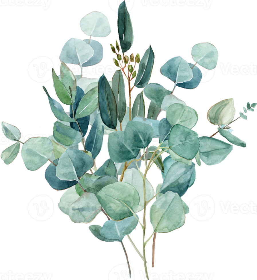 buquês de eucalipto em aquarela, ilustrações de qualidade desenhadas à mão. adequado para convites, cartões, casamentos png