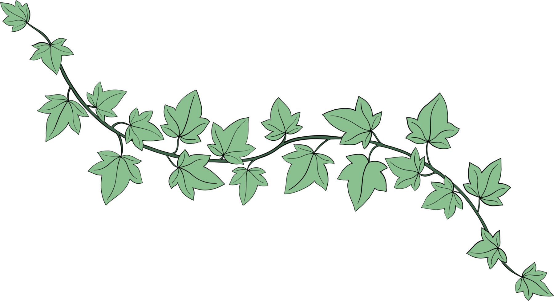 Simplicity ivy freehand drawing png