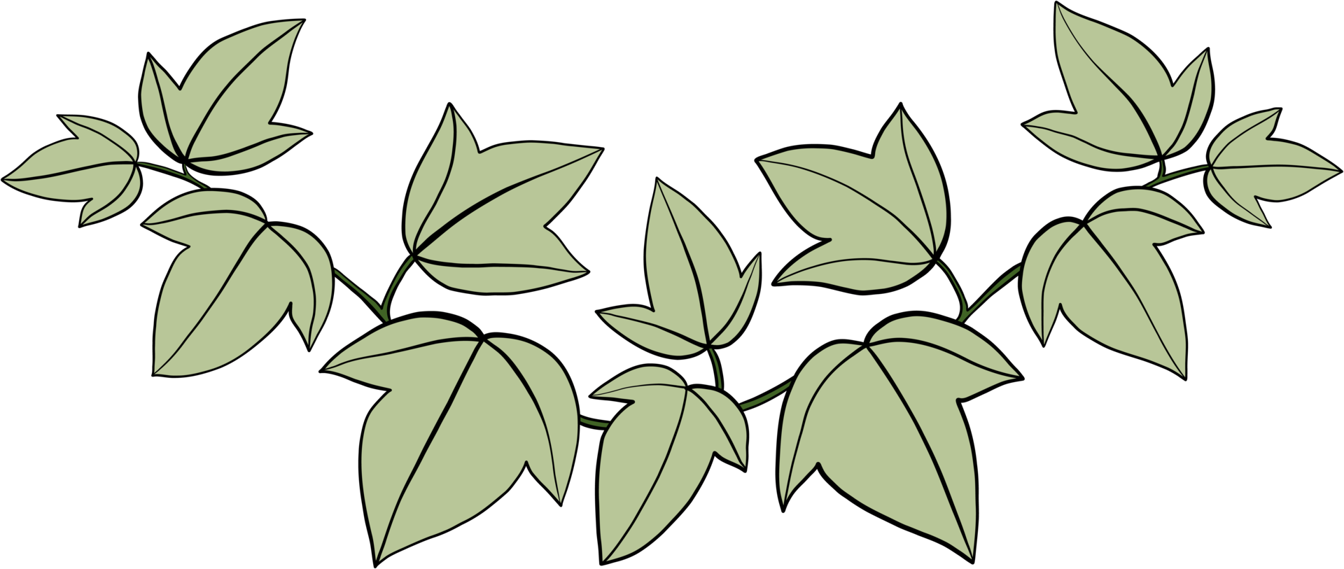 Simplicity ivy freehand drawing png