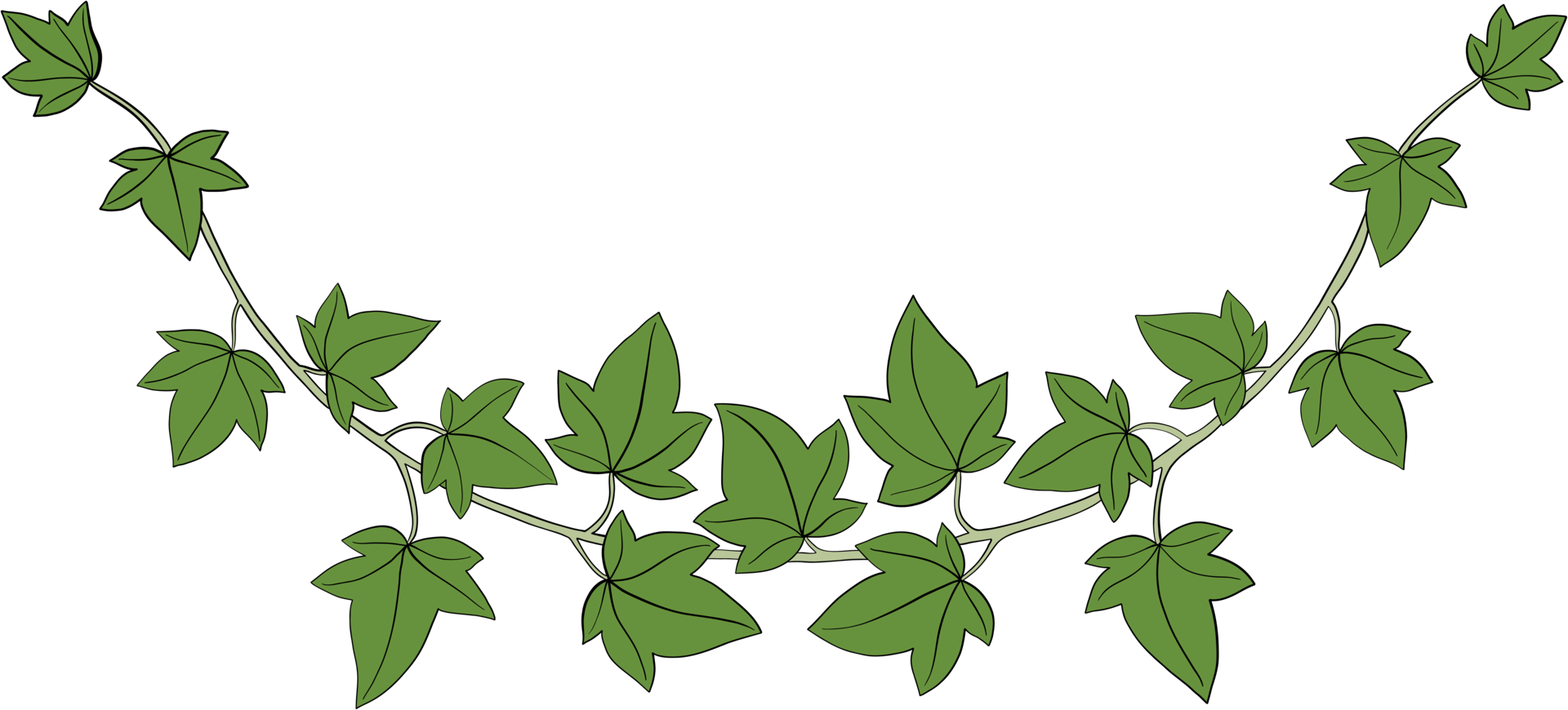 Simplicity ivy freehand drawing png