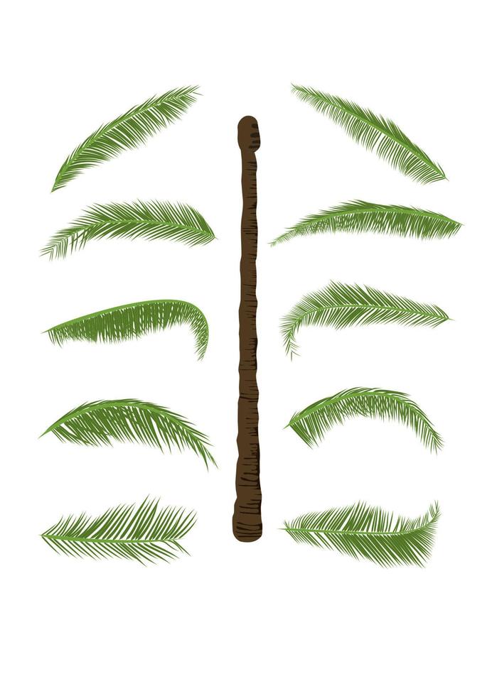 coconut tree with leaf isolated white background vector illustration