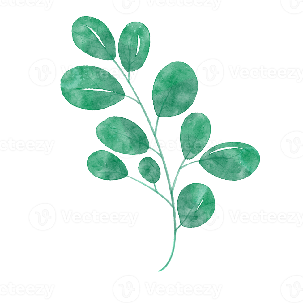 vattenfärg blomma illustration grön blad gren samling för fortfarande liv bröllop bakgrund hälsningar mode tapet, eukalyptus, oliv, grön löv, etc. png