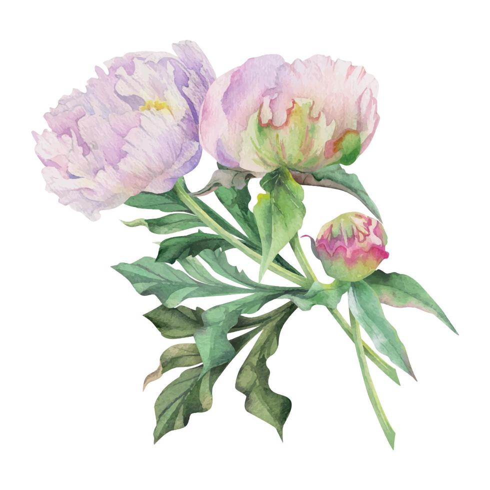 Watercolor bouquet arrangement with hand drawn delicate pink peony flowers, buds and leaves. Isolated on white background. For invitations, wedding, love or greeting cards, paper, print, textile vector