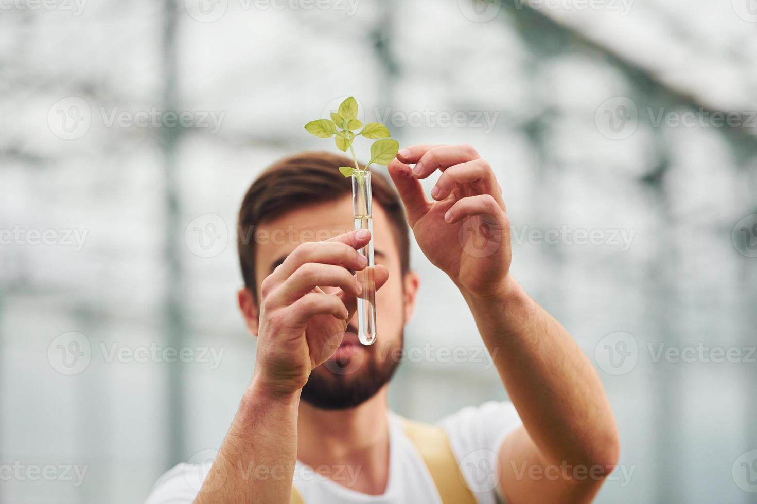 planta dentro del tubo de ensayo con agua. joven trabajador de invernadero con uniforme amarillo tiene trabajo dentro del invernadero foto