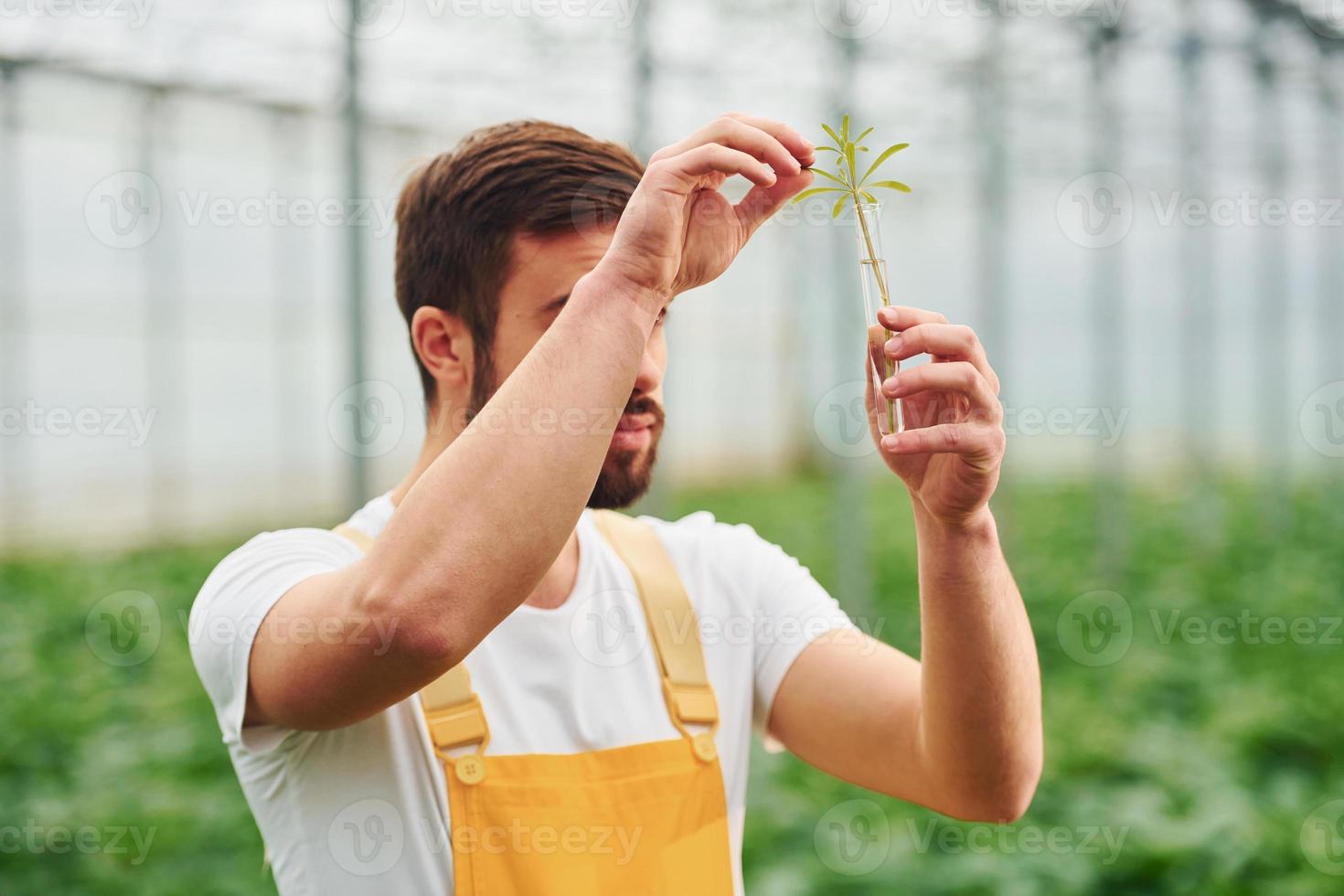 Plant inside of test tube with water. Young greenhouse worker in yellow uniform have job inside of hothouse photo