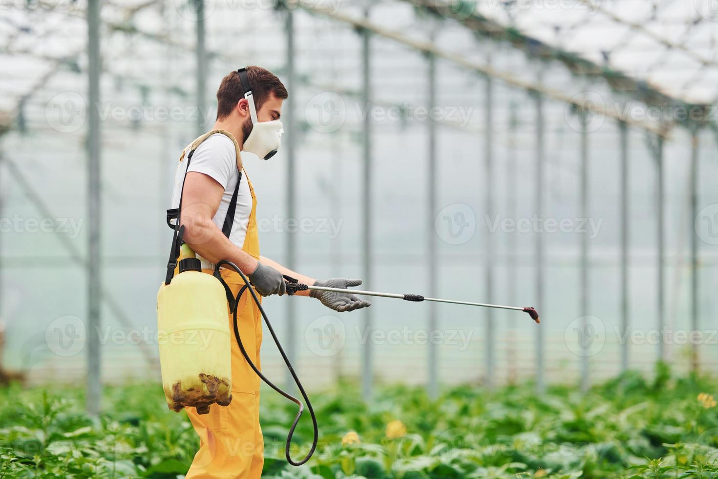 Young greenhouse worker in yellow uniform and white protective mask watering plants by using special equipment inside of hothouse photo