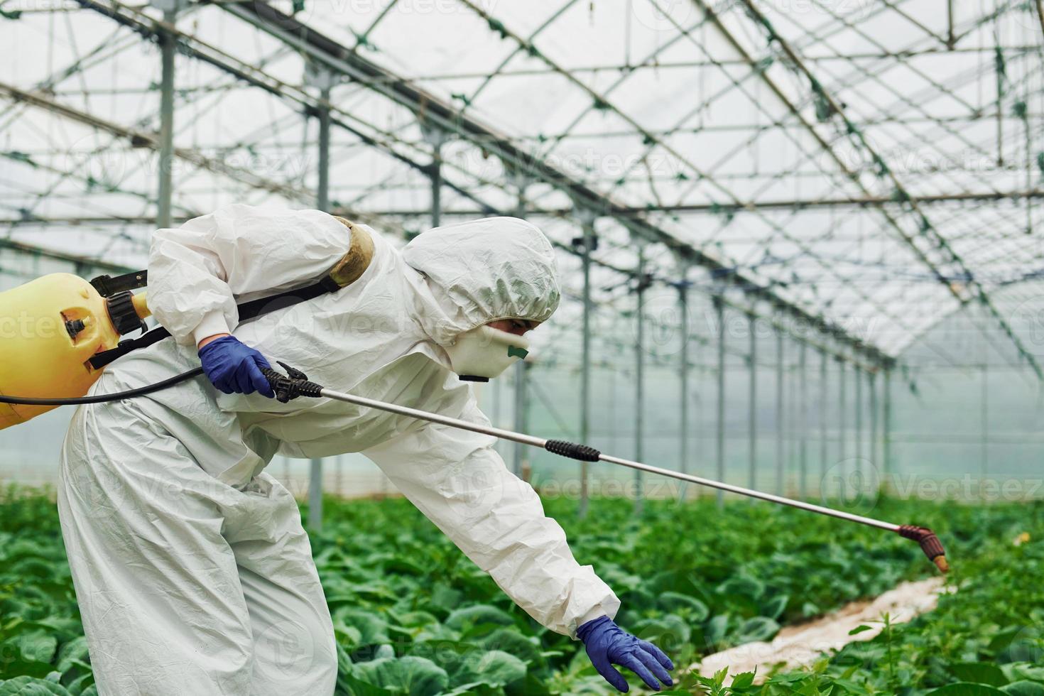 Young greenhouse female worker in full white protective uniform watering plants inside of hothouse photo