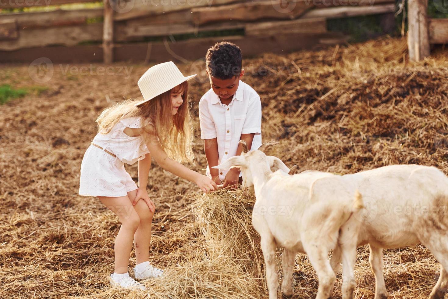 lindo niño afroamericano con niña europea está en la granja con cabras foto