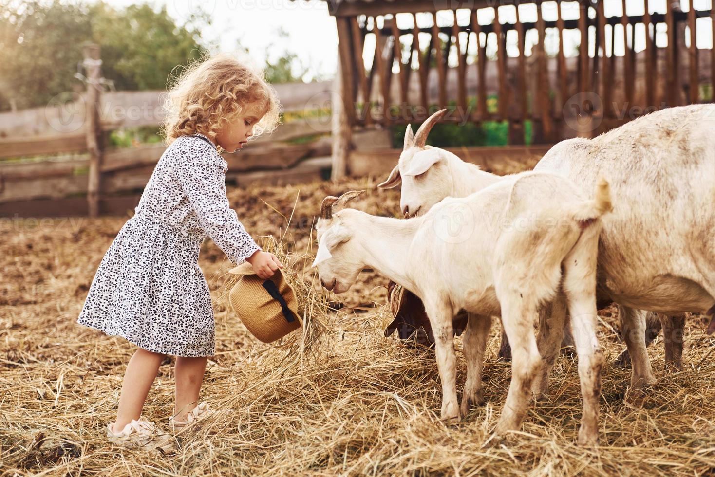 With goats. Little girl in blue clothes is on the farm at summertime outdoors photo