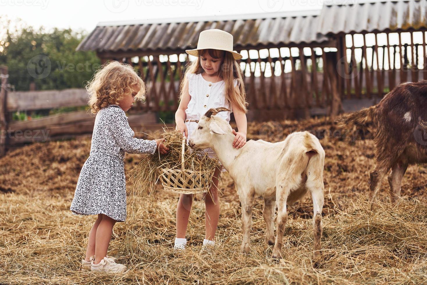 dos niñas juntas en la granja en verano pasando el fin de semana con cabras foto