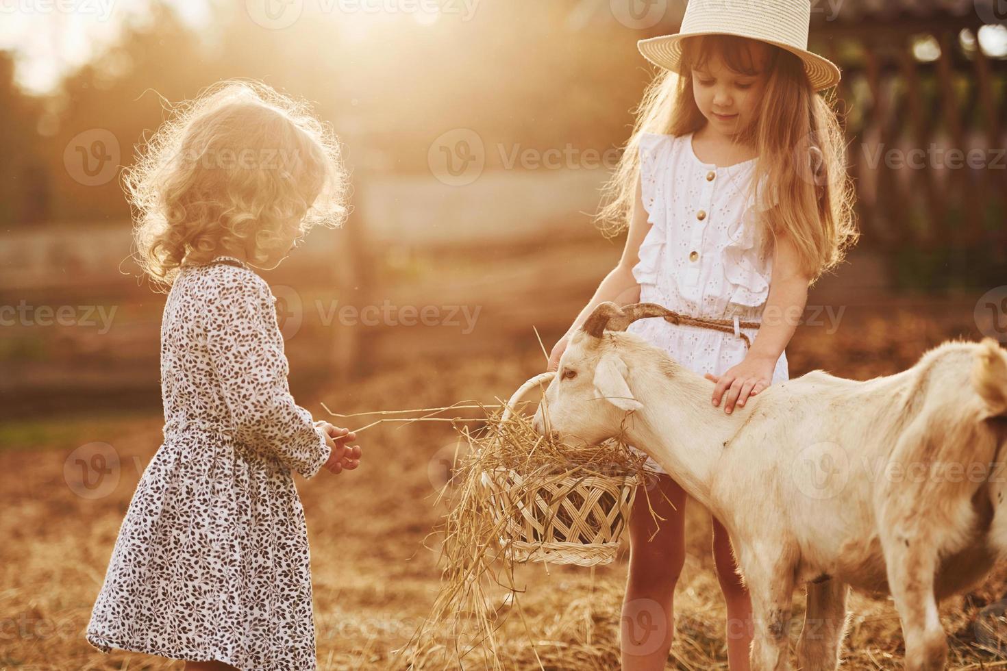 dos niñas juntas en la granja en verano pasando el fin de semana con cabras foto