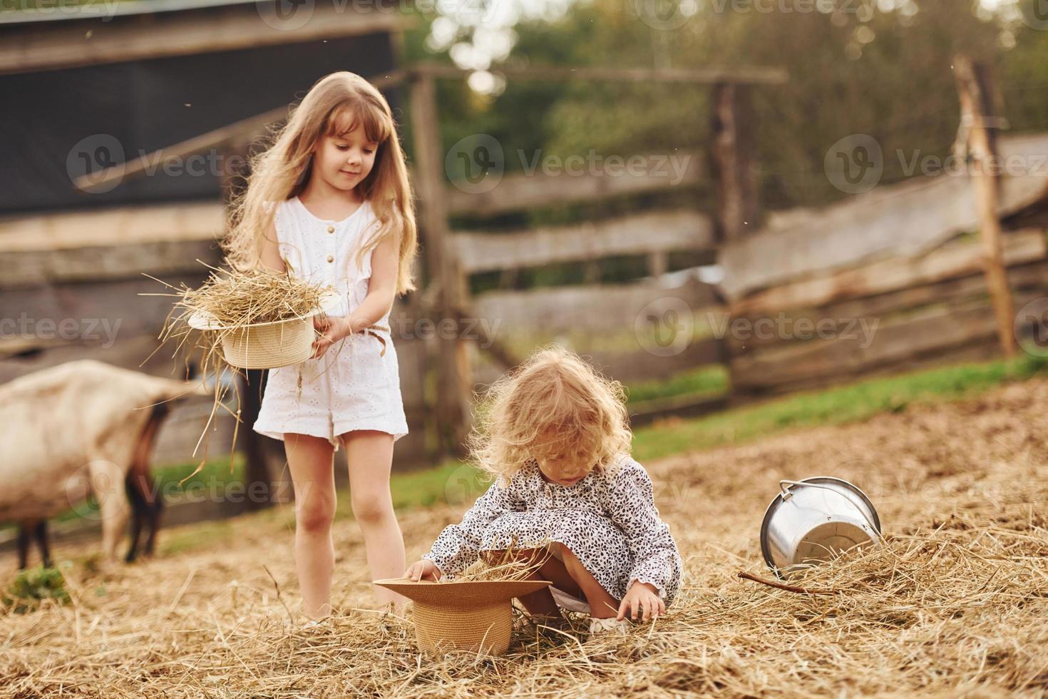 Two little girls together on the farm at summertime having weekend with goats photo