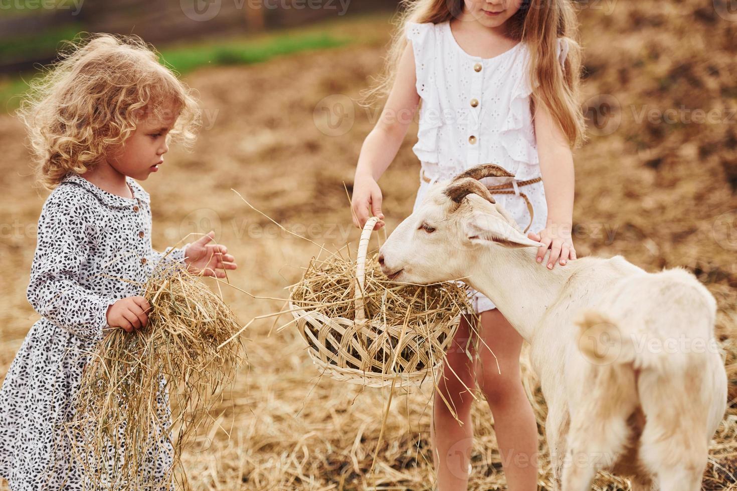 Two little girls together on the farm at summertime having weekend with goats photo