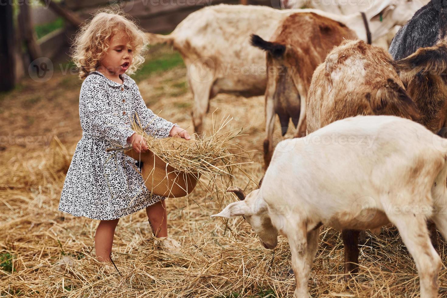 alimentando cabras. una niña vestida de azul está en la granja en verano al aire libre foto