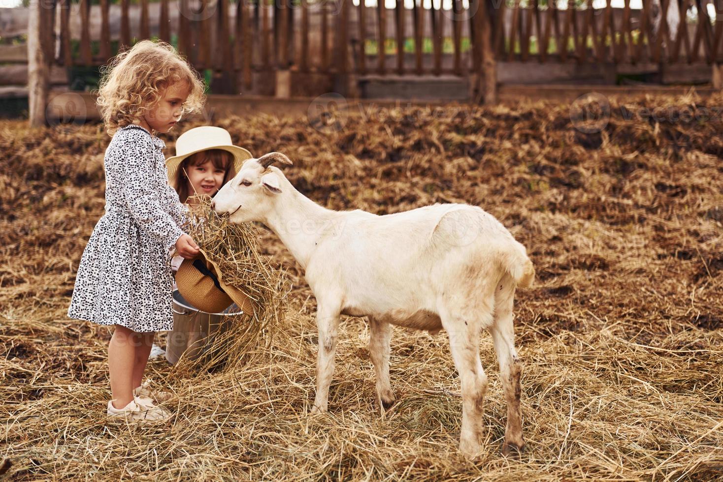 With goats. Little girl in blue clothes is on the farm at summertime outdoors photo