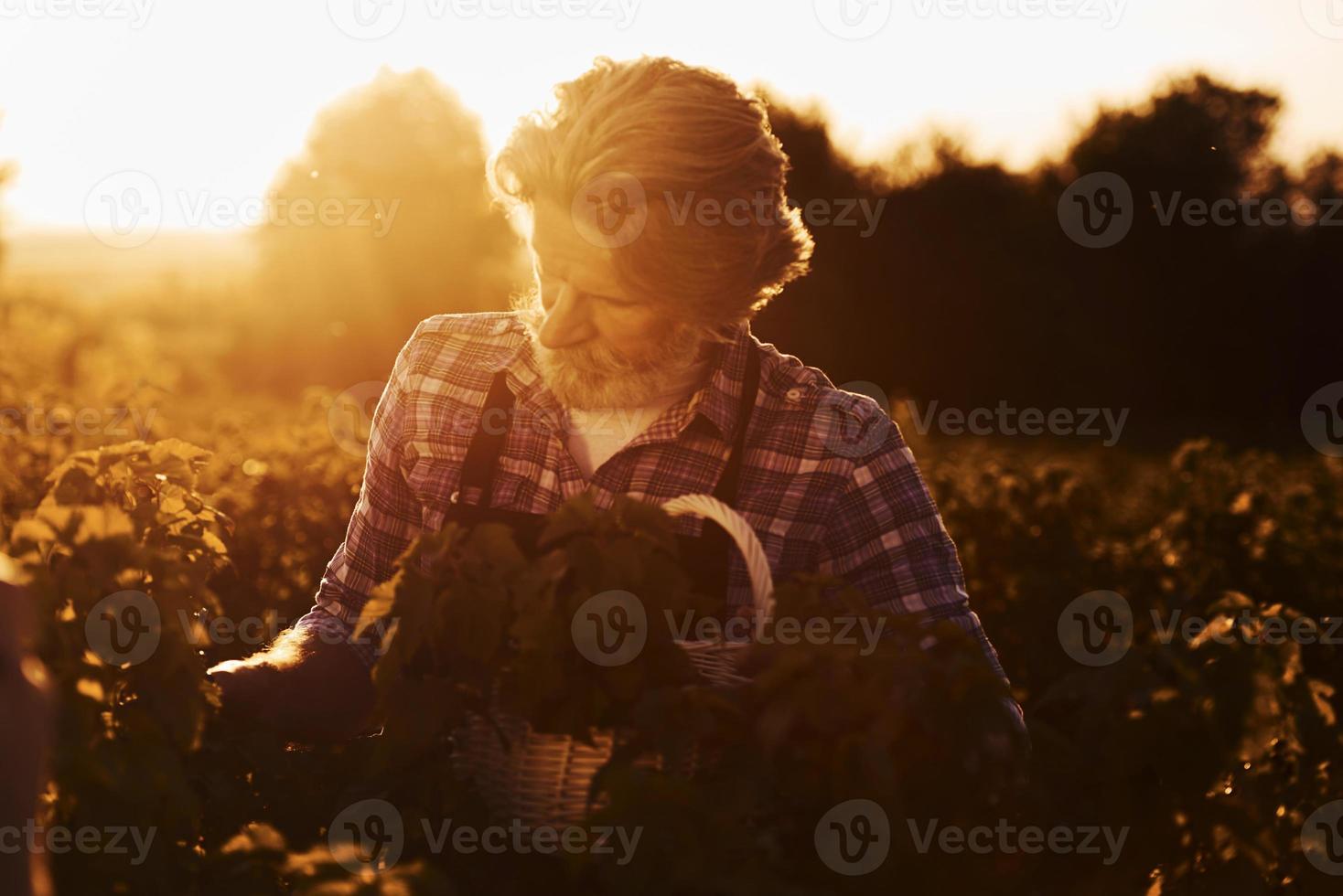 Portrait of senior stylish man with grey hair and beard on the agricultural field with harvest photo