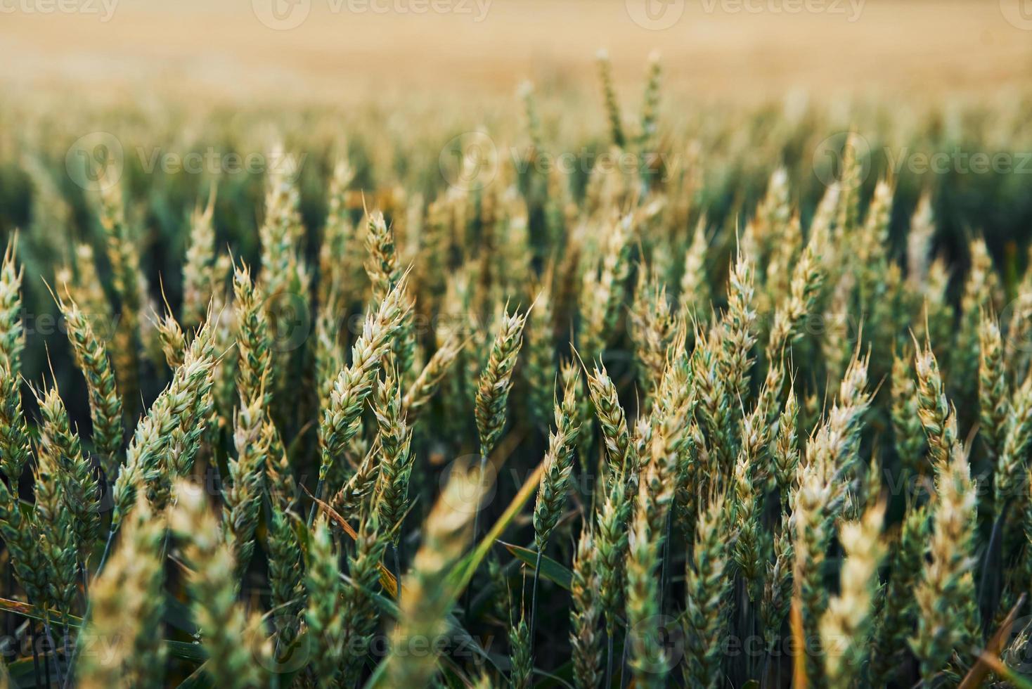 Close up view of growing wheat on the agricultural field at sunny daytime. Beautiful landscape and background photo