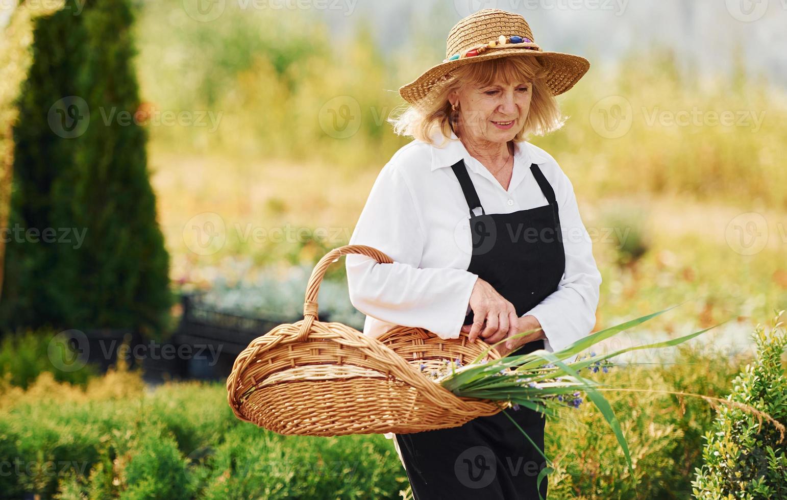 With basket in hands. Senior woman is in the garden at daytime. Conception of plants and seasons photo