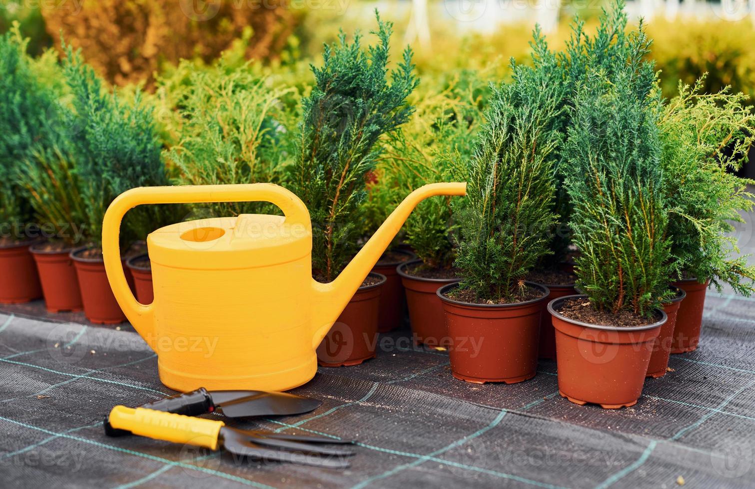 Yellow watering can. Plants in pots and working tools on the ground. Conception of gardening photo