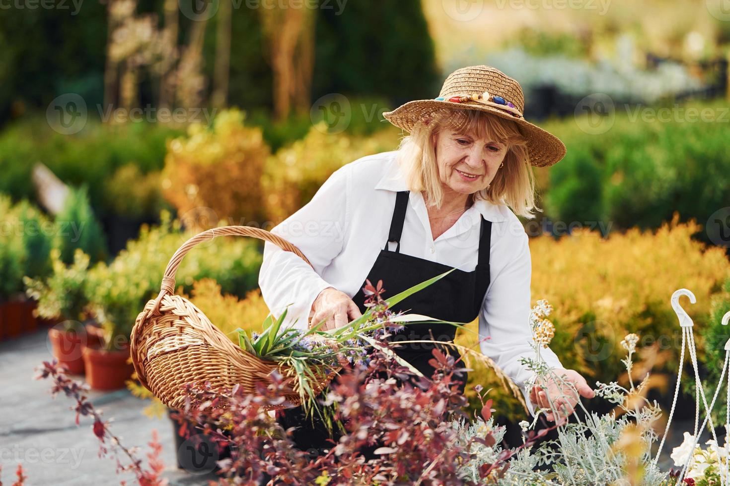 With basket in hands. Senior woman is in the garden at daytime. Conception of plants and seasons photo