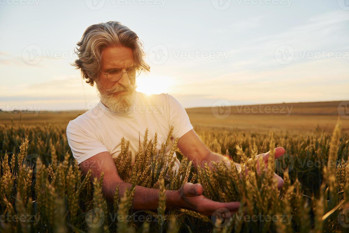 mira la cosecha fresca. hombre mayor elegante con pelo gris y barba en el campo agrícola foto