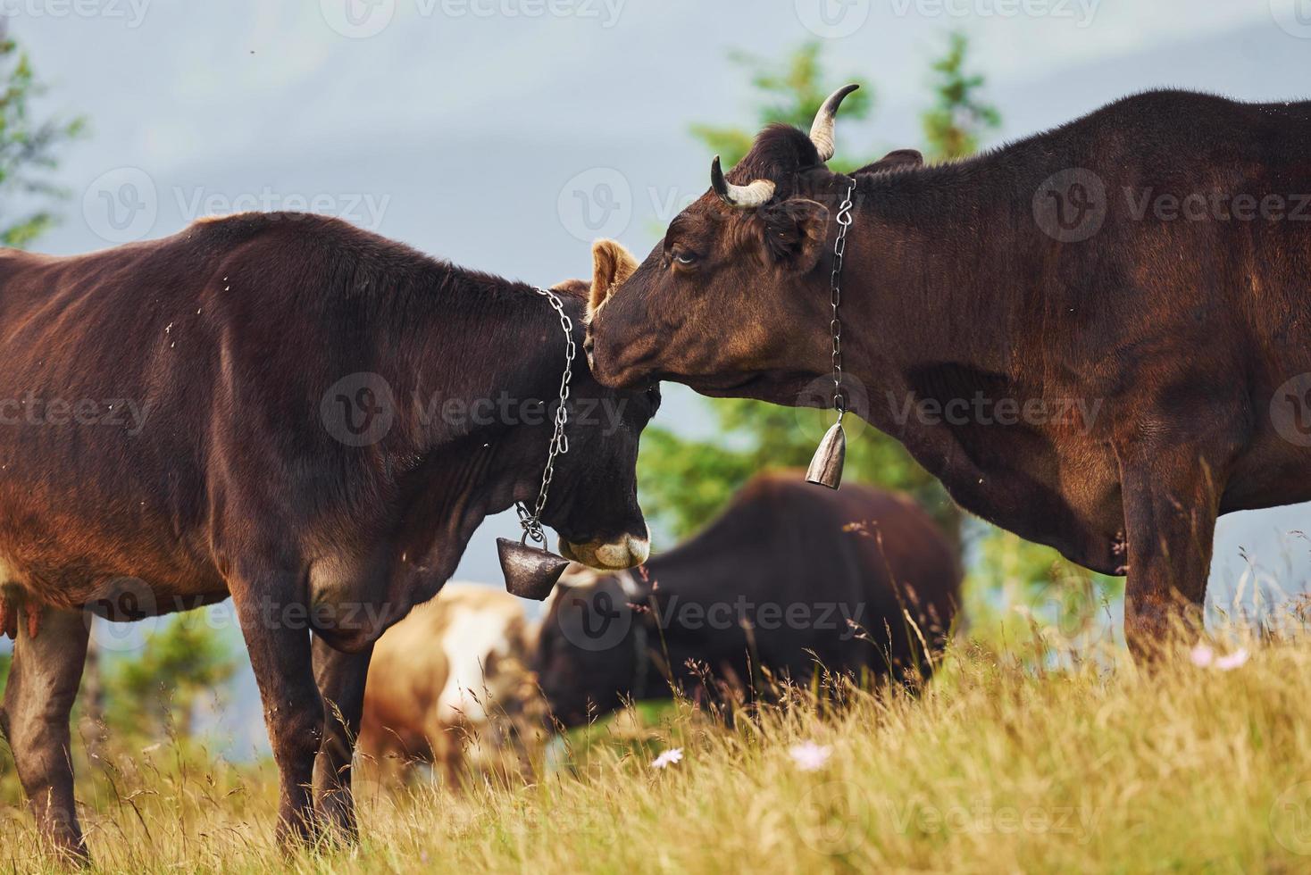 Cows outdoors at Carphatian mountains. Conception of traveling and farming photo