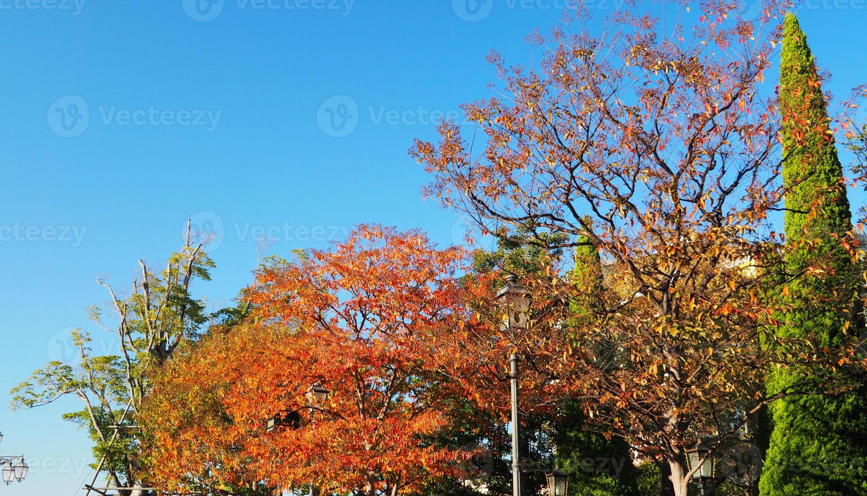 Autumn leaves and clear blue sky. photo