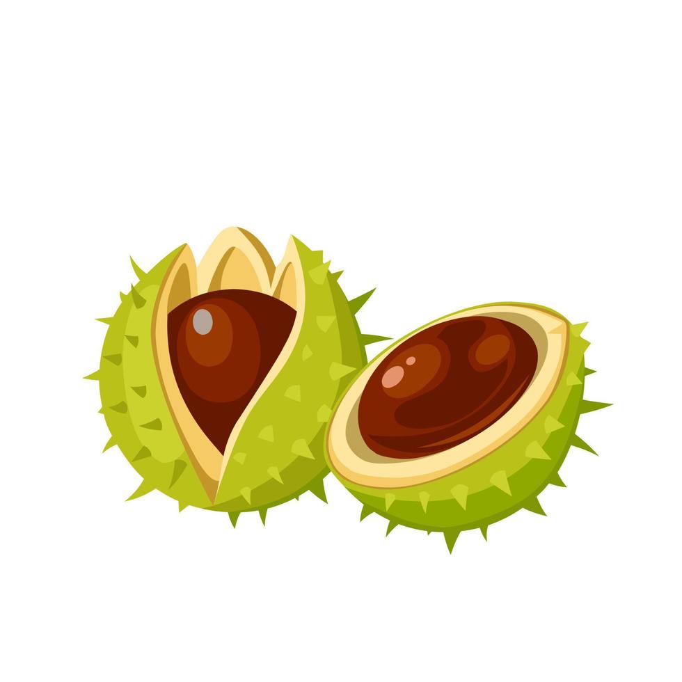 Vector illustration, chestnuts in flat style, isolated on white background.