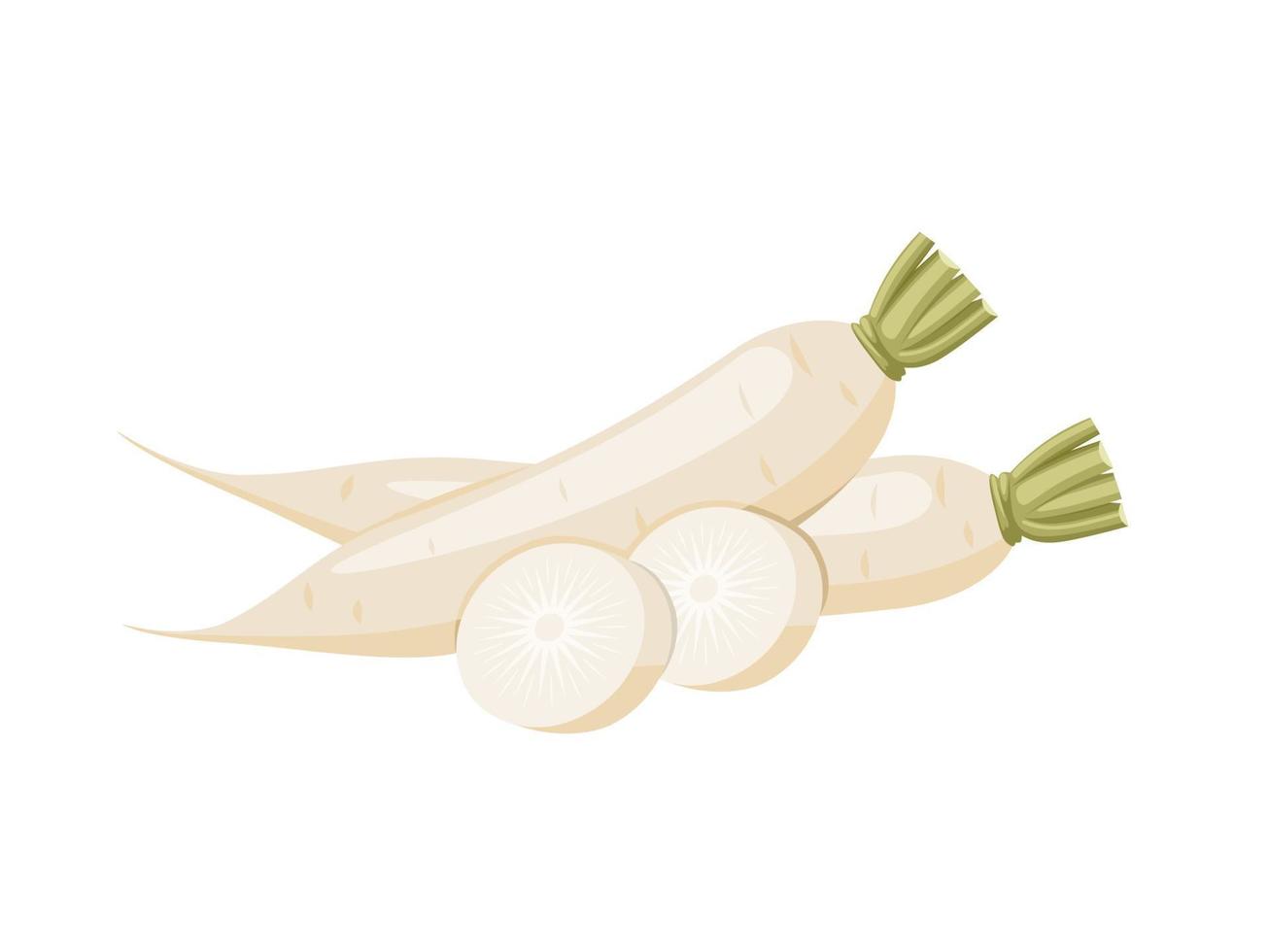 Vector illustration, fresh white radish with slices, isolated on white background.