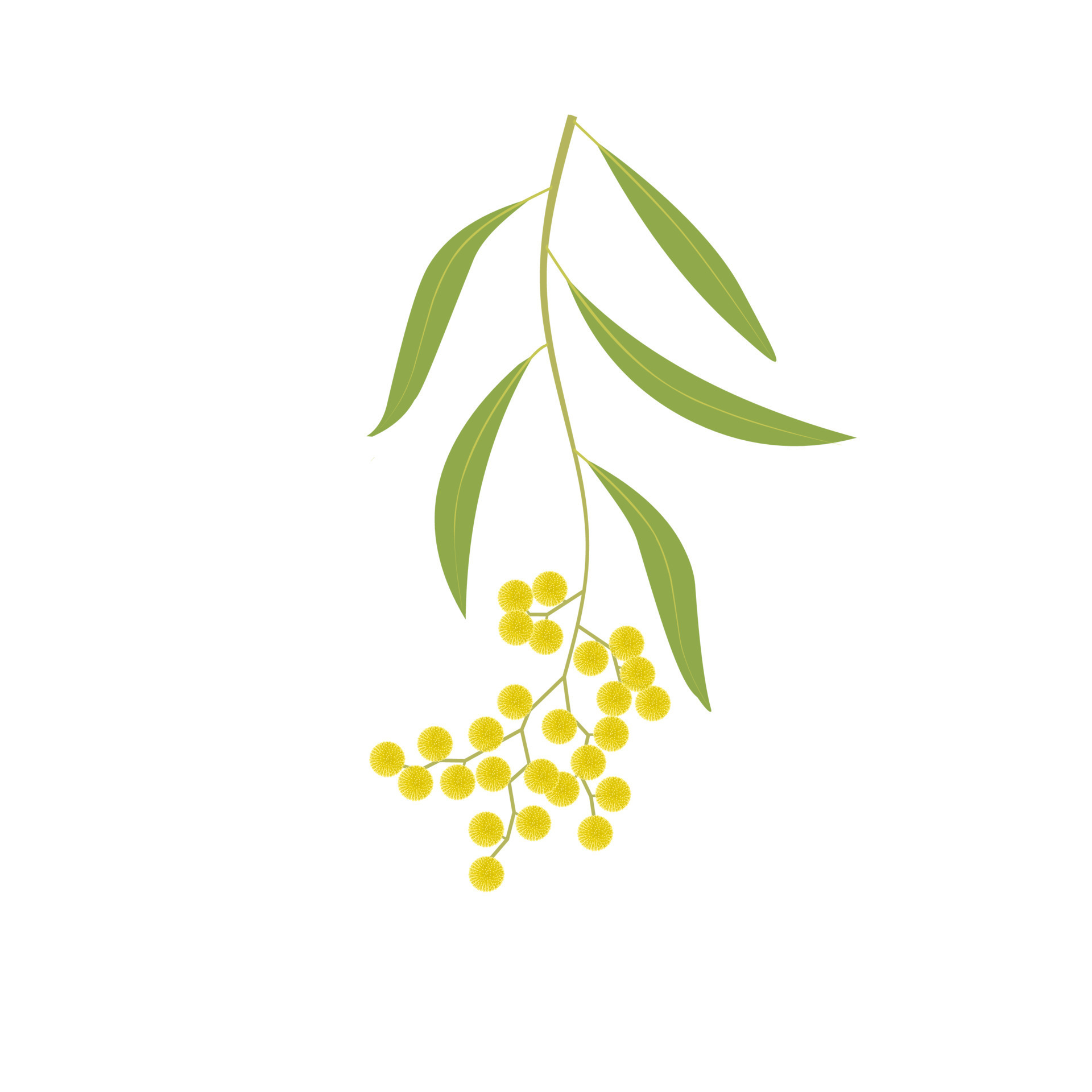 Vector illustration, golden wattle flower or Acacia pycnantha, isolated